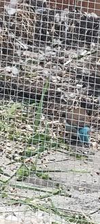 Blauwkop blauwfazantje, Dieren en Toebehoren, Mannelijk, Tropenvogel