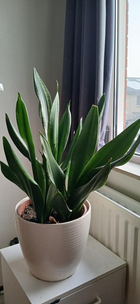 Sansevieria - Vrouwentong en Lepelplanten, Huis en Inrichting, Kamerplanten, Minder dan 100 cm, Halfschaduw, Ophalen