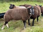 Dassenkop ramlam, Dieren en Toebehoren, Mannelijk, Schaap, 0 tot 2 jaar