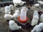 Zijdehoen kippen [Groot en Krielkippen], Dieren en Toebehoren, Vrouwelijk, Kip