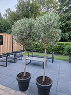 2 Stuks Olijfbomen., Tuin en Terras, Ophalen, Volle zon, Olijfboom, 100 tot 250 cm