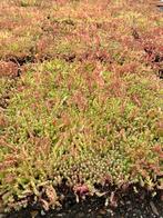 Mooie partijen sedum trays tegen bodenprijs, Ophalen of Verzenden, Zomer, Overige soorten, Volle zon