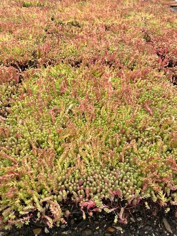 Mooie partijen sedum trays tegen bodenprijs beschikbaar voor biedingen