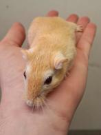 Mooie Mongoolse gerbils te koop, Augustus, Meerdere dieren, Overige typen, Tam