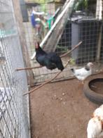 hanen tekoop consumptie of slagthanen, Dieren en Toebehoren, Mei, Mannelijk