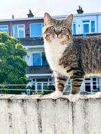 Kat, Dieren en Toebehoren, Kater, Ontwormd, 3 tot 5 jaar