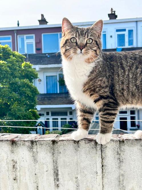 Kat, Dieren en Toebehoren, Katten en Kittens | Raskatten | Korthaar, Kater, 3 tot 5 jaar, Ontwormd