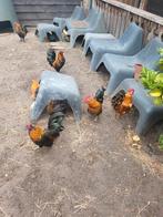 X Serama hanen, Dieren en Toebehoren, Pluimvee, Mannelijk, Kip