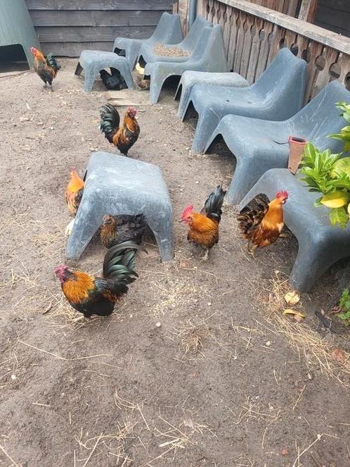 X Serama hanen, Dieren en Toebehoren, Pluimvee, Kip, Mannelijk