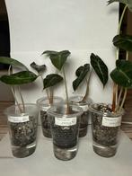 Alocasia Polly, Huis en Inrichting, Kamerplanten, Ophalen of Verzenden, Halfschaduw, Minder dan 100 cm