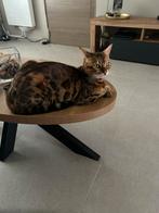 Bengaalse kater van 2 jaar, Dieren en Toebehoren, Katten en Kittens | Overige Katten, Kater, Kortharig, 0 tot 2 jaar