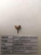 Fossiele haaientand uit Kazakhstan: Eostriatolamia venusta, Verzamelen, Mineralen en Fossielen, Ophalen of Verzenden, Fossiel