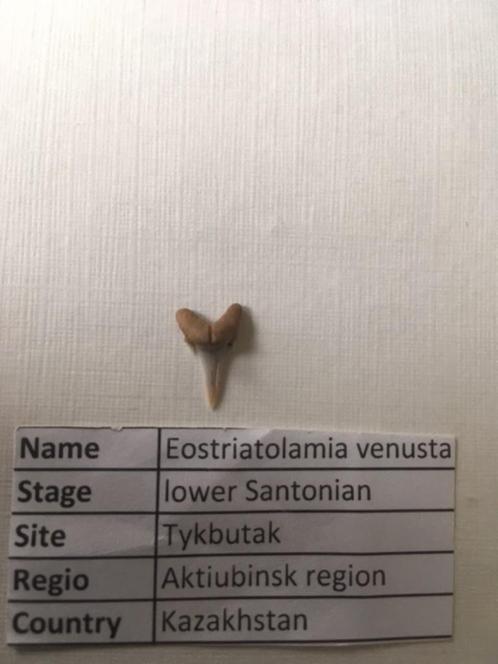 Fossiele haaientand uit Kazakhstan: Eostriatolamia venusta, Verzamelen, Mineralen en Fossielen, Fossiel, Ophalen of Verzenden