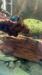 Kleine blauwe garnalen, Dieren en Toebehoren, Vissen | Aquariumvissen, Kreeft, Krab of Garnaal, Zoetwatervis