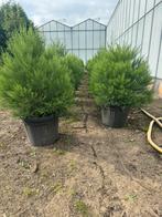 Zeer mooie Sequoiadendron giganteum mamoetboom 100-125 cm, Tuin en Terras, Planten | Bomen, Bloeit niet, 100 tot 250 cm, Volle zon