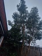 7 meter hoge gezonde en prachtige eucalyptus te koop, Tuin en Terras, Ophalen, Volle zon, Overige soorten