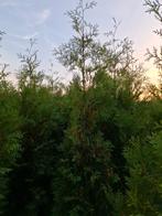 Thuja occ. 'Brabant', Ophalen, Bloeit niet, Halfschaduw, Overige soorten