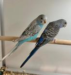 Jonge grasparkieten om tam te maken, Meerdere dieren, Parkiet, Tam