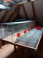 Tentoonstellingskooien, Dieren en Toebehoren, Knaagdieren en Konijnen | Hokken en Kooien, Ophalen, Kooi, Minder dan 60 cm