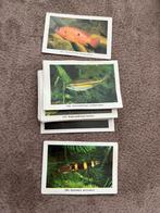 Rizla visplaatjes, Ophalen of Verzenden, Plaatje