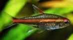 Hobbyaquarium Zon 12 okt  12/17 uur Vuurneon aanbieding, Vis, Zoetwatervis, Schoolvis