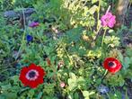 Uit de biologische moestuin: Anemonen,zaden, Ophalen of Verzenden, Voorjaar, Halfschaduw, Zaad
