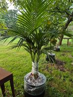 Grote plant 75 €, Ophalen, Volle zon, Overige soorten