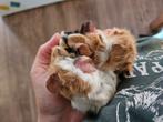 Cavia zeugje borstel driekleur, Dieren en Toebehoren, Knaagdieren, September, Vrouwelijk, Cavia