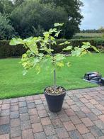 Vijgenboom, Bloeit niet, Overige soorten, 100 tot 250 cm, Ophalen