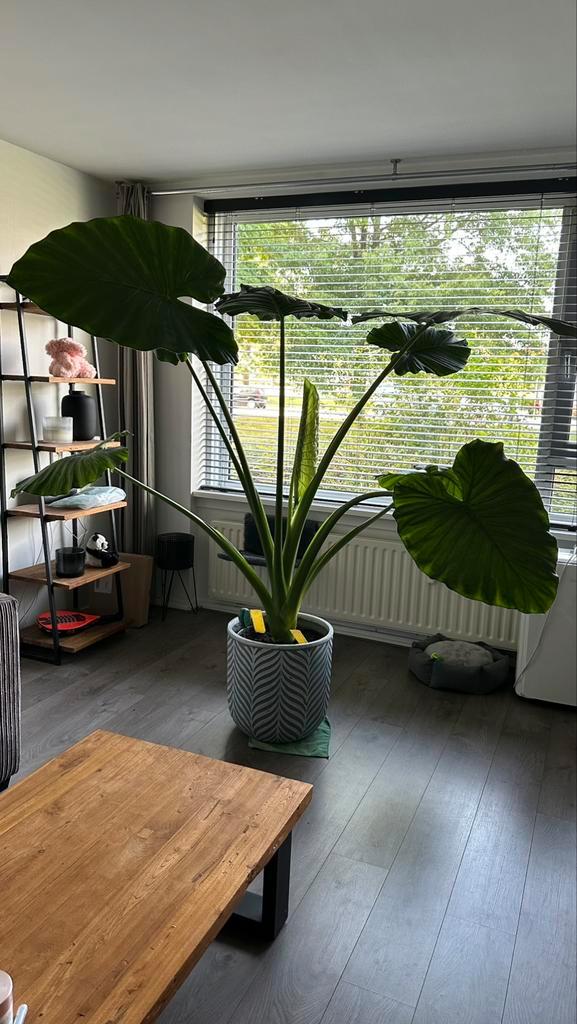 Grote mooie echte Alocasia (Olifantsoor), Huis en Inrichting, Kamerplanten, Overige soorten, 150 tot 200 cm, Bloeiende kamerplant
