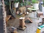 Cavia's Beren wegens einde hobby, December, Mannelijk, Cavia
