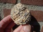 Araucaria mirabilis, fossilized pine cone, Ophalen of Verzenden, Fossiel