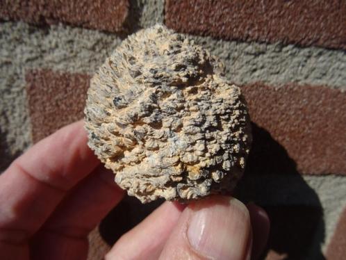 Araucaria mirabilis, fossilized pine cone, Verzamelen, Mineralen en Fossielen, Fossiel, Ophalen of Verzenden