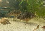 Prachtige Corydoras Sterbia!, Vis
