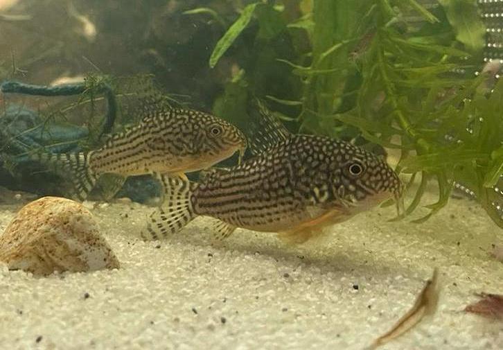 Prachtige Corydoras Sterbia!, Dieren en Toebehoren, Vissen | Aquariumvissen, Vis