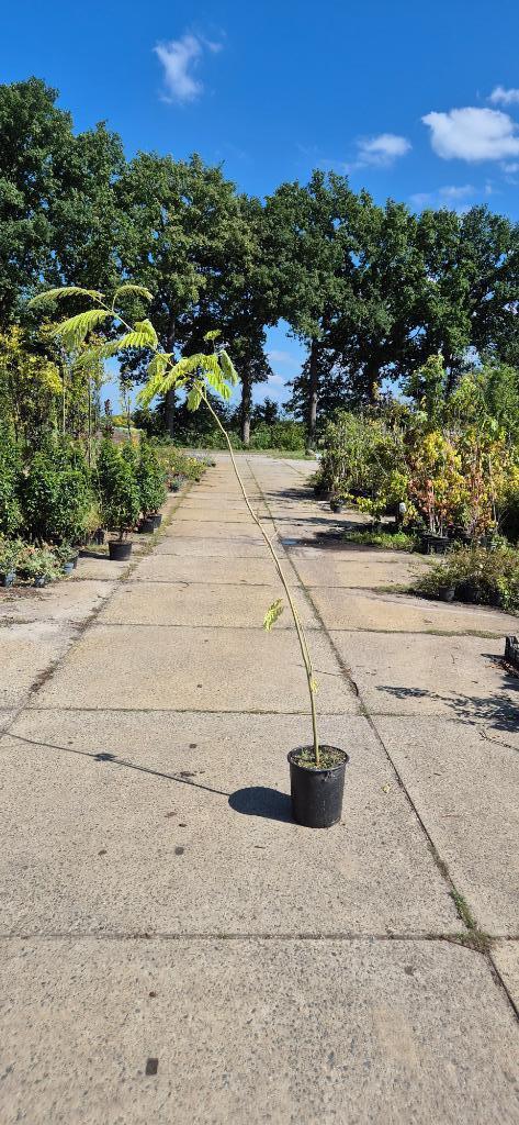 Persizche slaap boom, Tuin en Terras, Planten | Bomen, Overige soorten, 100 tot 250 cm, Volle zon, Zomer, In pot, Ophalen