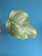 Monstera Variegata (reverted), Huis en Inrichting, Ophalen of Verzenden, Halfschaduw, Minder dan 100 cm