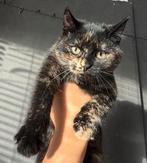 Britskorthaar x Europese Korthaar kittens, Dieren en Toebehoren, Katten en Kittens | Raskatten | Korthaar, Poes, Ingeënt, 0 tot 2 jaar