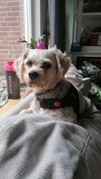 Huisje voor Coco gezocht, help!, Dieren en Toebehoren, Honden | Chihuahua's en Gezelschapshonden, 1 tot 2 jaar, Teef, Eén hond