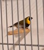 Kleine cubavink man, Dieren en Toebehoren, Mannelijk, Tropenvogel