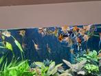 Jonge maanvissen, Dieren en Toebehoren, Vissen | Aquariumvissen, Vis