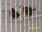 roodkop en forbes papegaai amadines, Dieren en Toebehoren, Vogels | Overige Vogels, Meerdere dieren, Tropenvogel, Geringd