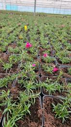 Phlox - vaste plant - rijkbloeiend - bloem - 9cm pot, Overige soorten, Volle zon, Vaste plant, Ophalen of Verzenden