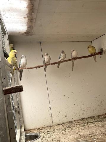 Roodrug parkiet meerdere kleuren beschikbaar voor biedingen