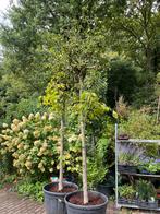 Kronkelhazelaar hoog stam  dikke stam. € 125 per stuk, Tuin en Terras, Planten | Bomen, Overige soorten, 100 tot 250 cm, Zomer