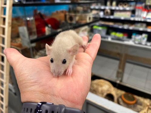 Jonge mannetjes dwergratten (rechtstreeks van de fokker), Dieren en Toebehoren, Knaagdieren, Mannelijk, Rat, Juli, Tam