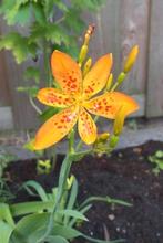 Zaden van BELAMCANDA chinensis, Tuin en Terras, Bloembollen en Zaden, Ophalen of Verzenden, Gehele jaar, Zaad, Volle zon