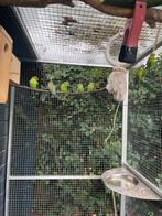 Wildkleur Grasparkieten, Dieren en Toebehoren, Meerdere dieren, Parkiet, Geringd