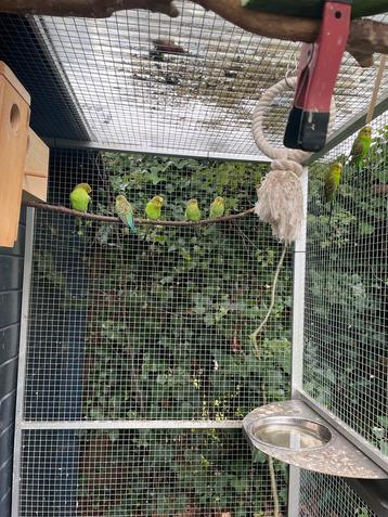 Wildkleur Grasparkieten  beschikbaar voor biedingen