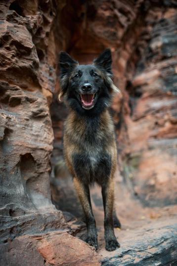 Fotos van uw huisdier ( Paard, Hond, Kat, Kip ) beschikbaar voor biedingen